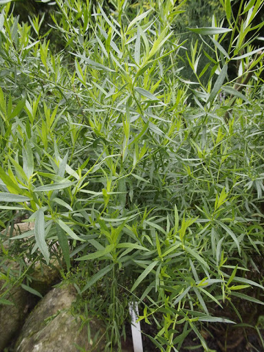 Cây Ngải thơm. Artemisia dracunculus L. - Cây Thuốc Nam Quanh Ta